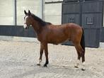 2 jaarse Ruin Aganix X Dominator, Dieren en Toebehoren, Paarden, Springpaard, Z, Ruin, 0 tot 2 jaar