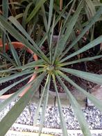 winter harde yucca, Ophalen, Winter