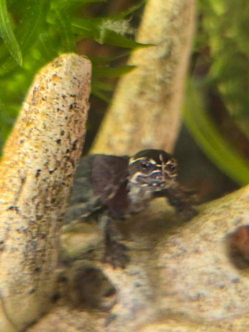 Muskusschildpadjes, Dieren en Toebehoren, Reptielen en Amfibieën