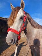 3 jarige Epony hengst, Dieren en Toebehoren, Pony's, E pony (1.48m - 1.57m), Hengst, 3 tot 6 jaar, Gechipt