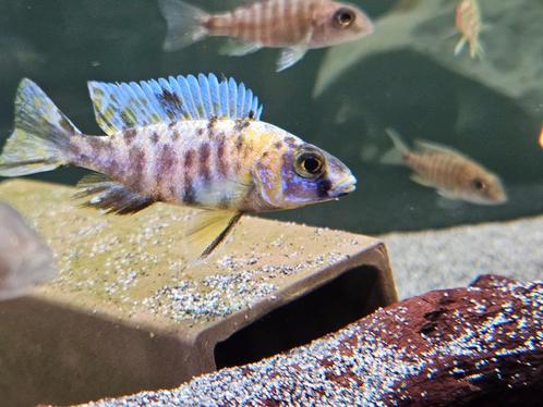 Aulonocara yellow berry cichliden malawi hobbykweek, Dieren en Toebehoren, Vissen | Aquariumvissen, Zoetwatervis, Vis