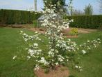 Poiriers NASHI : Buissons 15€, Basse Tige 17€, Demi Tige 22€, Jardin & Terrasse, Plantes | Arbres fruitiers, Printemps, 100 à 250 cm