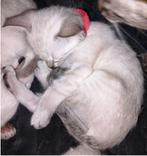Prachtige volledig gestreepte oosterse Siamese kittens!, Dieren en Toebehoren, Katten en Kittens | Overige Katten, Meerdere dieren