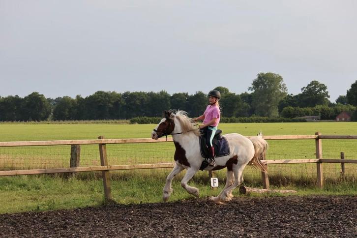 Bijrijd verzorg paard gezocht, Dieren en Toebehoren, Paarden en Pony's | Overige Paardenspullen, Springen, Ophalen