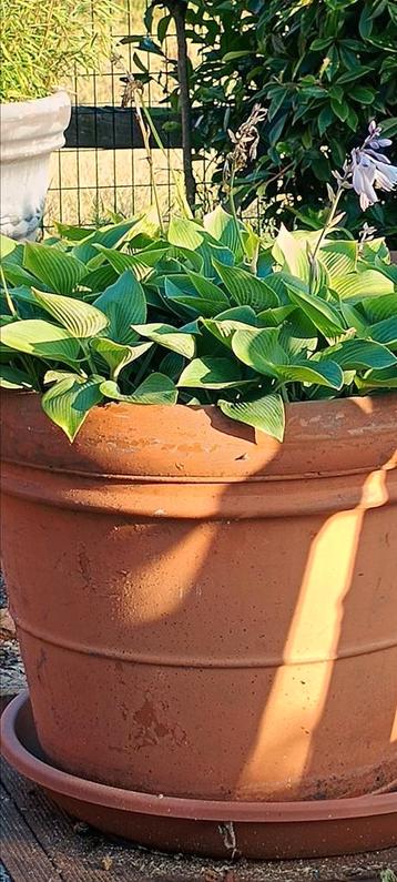 Hostas in grote potten beschikbaar voor biedingen