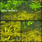 Yellow backline garnalen aquarium, Dieren en Toebehoren, Vissen | Aquariumvissen, Kreeft, Krab of Garnaal, Zoetwatervis, Schoolvis