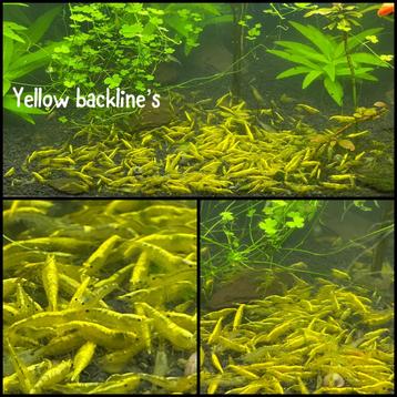 Yellow backline garnalen aquarium beschikbaar voor biedingen