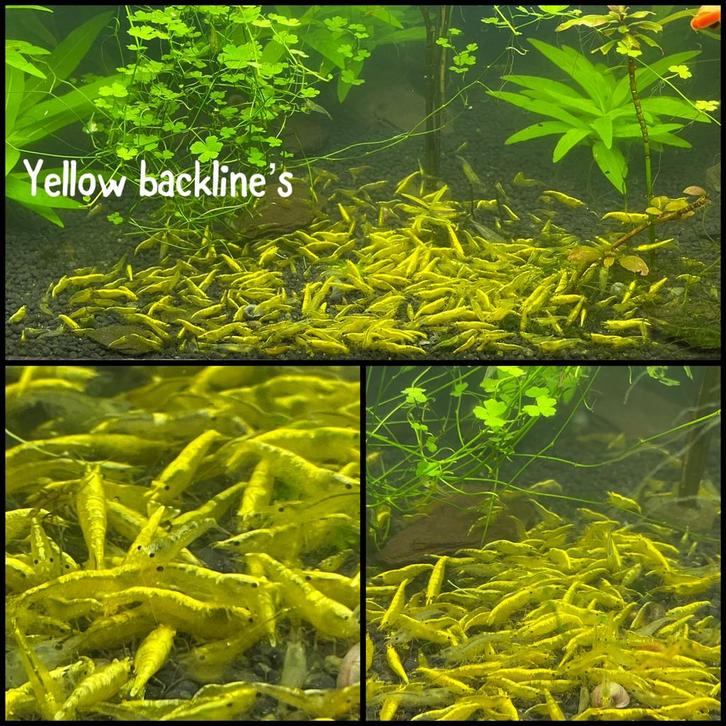 Yellow backline garnalen aquarium, Dieren en Toebehoren, Vissen | Aquariumvissen, Zoetwatervis, Kreeft, Krab of Garnaal, Schoolvis