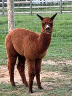 Mooie alpaca cria hengst, Dieren en Toebehoren, Overige Dieren, Juni, Mannelijk