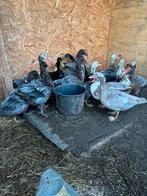 Eenden, Animaux & Accessoires, Volatiles, Plusieurs animaux, Canard
