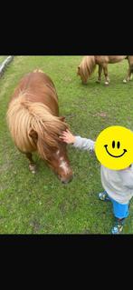 Pony koppel, Dieren en Toebehoren, Meerdere dieren