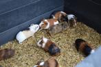 Jonge cavia beertjes en zeugjes, Animaux & Accessoires, Plusieurs animaux, Cobaye, Domestique