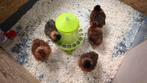 Zijde kip., Dieren en Toebehoren, Pluimvee, Meerdere dieren, Kip