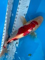 50 cm Sanke koi, Animaux & Accessoires, Poissons | Poissons d'étang, Carpe ou Koï
