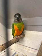 Zeer mooi gekleurde Senegal, Dieren en Toebehoren, Vogels | Parkieten en Papegaaien, Mannelijk, Papegaai