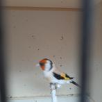 Majoor putter 25, Mâle, Bagué