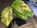 Monstera Lechleriana variegata, Huis en Inrichting, Kamerplanten, Overige soorten, Ophalen of Verzenden, Minder dan 100 cm, Volle zon