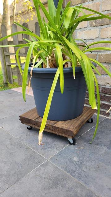 Plantentrolley -  roller op wieltjes  beschikbaar voor biedingen