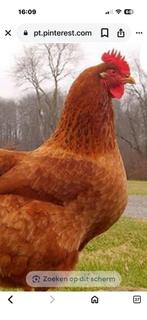 Gezocht..New Hampshire hennen., Femelle, Poule ou poulet