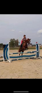 Les geven en opleren van jonge paarden, Dieren en Toebehoren