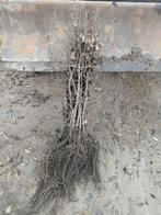 Carpinus betulus haagbeuk 50/60cm. 0.45€/st, Tuin en Terras, Ophalen of Verzenden, Haagbeuk, Haag, Minder dan 100 cm