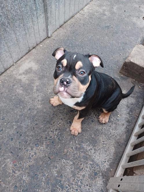 American Bully ABKC, Dieren en Toebehoren, Honden | Bulldogs, Pinschers en Molossers, Meerdere dieren, Overige rassen, Fokker | Hobbymatig