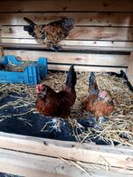 Ukkelse baardkriel koppel, Meerdere dieren, Kip