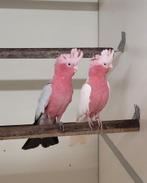 Kweekkoppel rose kaketoes, Dieren en Toebehoren, Vogels | Parkieten en Papegaaien, Geringd