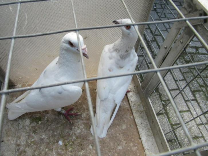 Vliegduiven koppels en losse, Dieren en Toebehoren, Vogels | Duiven