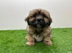 Nestje Lhasa Apso pups, Dieren en Toebehoren, België, 8 tot 15 weken, CDV (hondenziekte), Eén hond