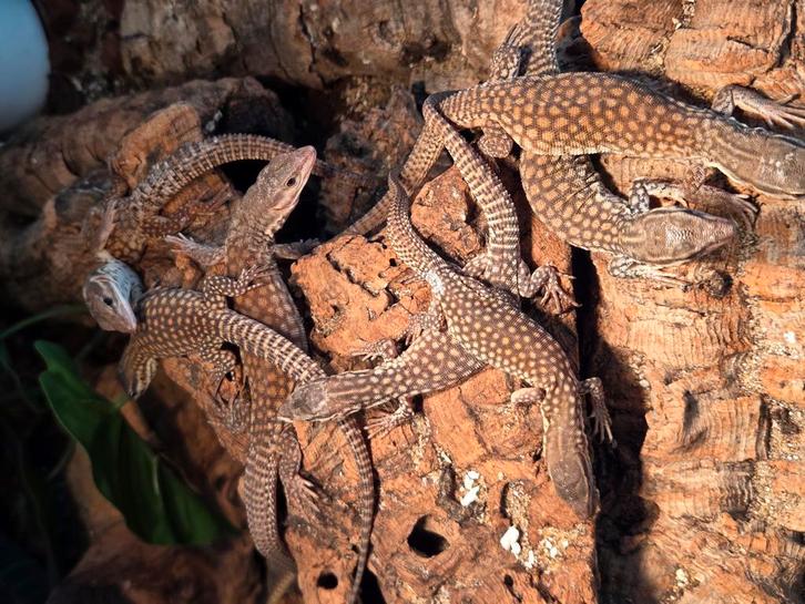 Varanus acanthurus red ackie nakweek 2025, Dieren en Toebehoren, Reptielen en Amfibieën, Hagedis, 0 tot 2 jaar
