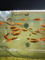 Zwaarddragers, Dieren en Toebehoren, Vissen | Aquariumvissen, Vis, Zoetwatervis