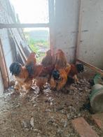 4 Brahma hanen, Dieren en Toebehoren, Pluimvee