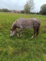 3 jarige welsh sectie C merrie, Dieren en Toebehoren, Ophalen