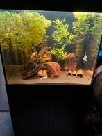 Juwel lido 200 met alle in, Dieren en Toebehoren, Ophalen, Zo goed als nieuw, Leeg aquarium