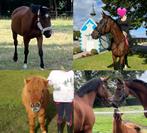 Verzorgpaarden aangeboden, Animaux & Accessoires, Chevaux, Hongre