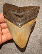 magnifique DENT MEGALODON USA 145 gr 11x8,2x1,9 cm, Enlèvement ou Envoi, Fossile