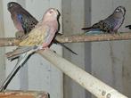 2-2 Bourke parkieten, Dieren en Toebehoren, Vogels | Parkieten en Papegaaien, Meerdere dieren, Parkiet, Geringd