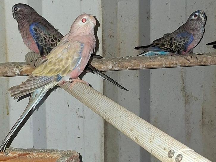 2-2 Bourke parkieten, Dieren en Toebehoren, Vogels | Parkieten en Papegaaien, Parkiet, Meerdere dieren, Geringd