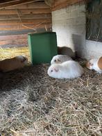 Cavia's zeugjes en beertjes, Dieren en Toebehoren, Knaagdieren, Mei, Cavia
