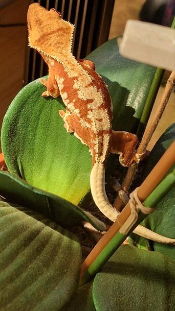 Lilly White, rouge extrême !, Avec terrarium