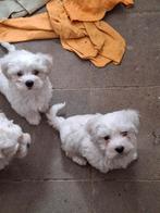 Lieve Maltezertjes., België, Maltezer, Particulier, 8 tot 15 weken