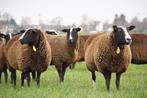 Gezocht RAM zwartbles,  dekram, Dieren en Toebehoren, Mannelijk, Schaap