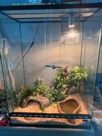 2 korenslangen te koop met elks hun terra, Dieren en Toebehoren, Ophalen, Gebruikt, Terrarium of Paludarium