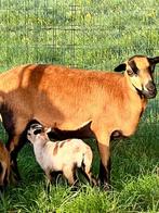 Kameroen schapen, Dieren en Toebehoren, Schapen, Geiten en Varkens, Meerdere dieren, Schaap, 0 tot 2 jaar