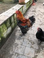 Brahma krulveer haan, Dieren en Toebehoren, Kip