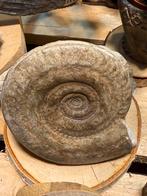 Ammoniet fossiel – 11 cm – uniek natuurstuk, Verzamelen, Ophalen of Verzenden, Fossiel