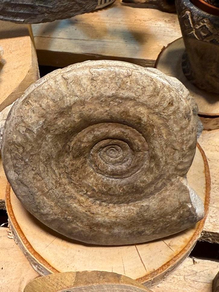 Ammoniet fossiel – 11 cm – uniek natuurstuk, Verzamelen, Mineralen en Fossielen, Fossiel, Ophalen of Verzenden