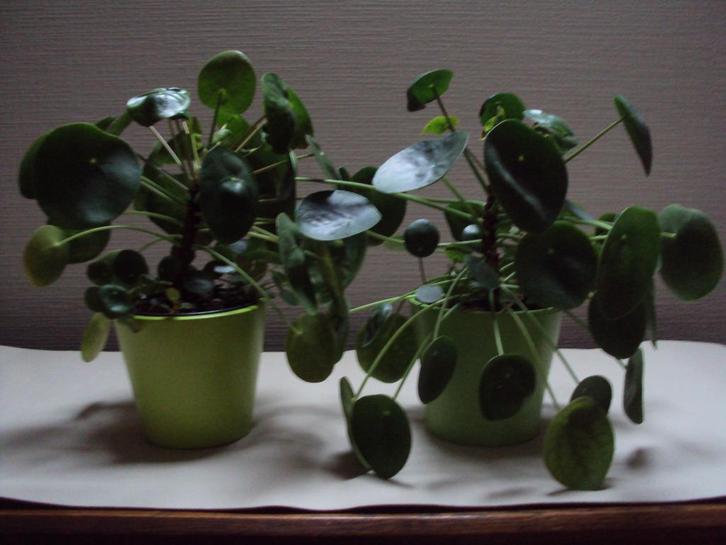 2 zeer mooie pannenkoekenplanten + gratis siernetel, Huis en Inrichting, Kamerplanten, Ophalen