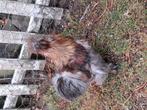3 jonge zijdehoen heren zoeken een nieuwe toom, Dieren en Toebehoren